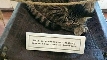 Kalau aku boleh, kan? Foto: Cats are A*sholes via Bored Panda