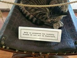 Potret 10 Kelakuan Kucing yang Gemas, Ngeselin Tapi Lucu