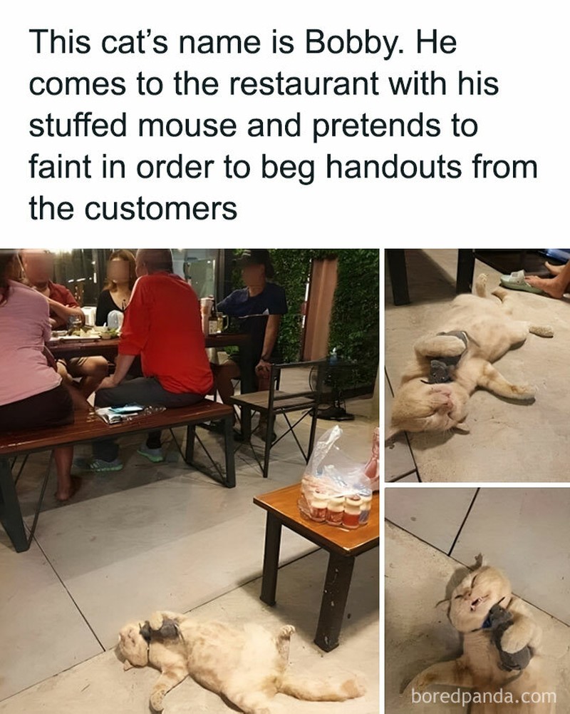 Ah, kocheng. Tingkah laku kucing kadang suka absurd banget. Tapi nggak dimungkiri kucing memang lucu, gimana dong?