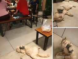 Potret 10 Kelakuan Kucing yang Gemas, Ngeselin Tapi Lucu