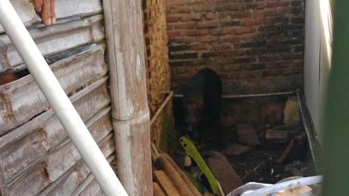 Babi hutan ditangkap warga Sukabumi.