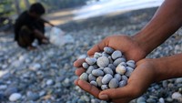 batu-batu itu akan digunakan untuk hiasan taman.
