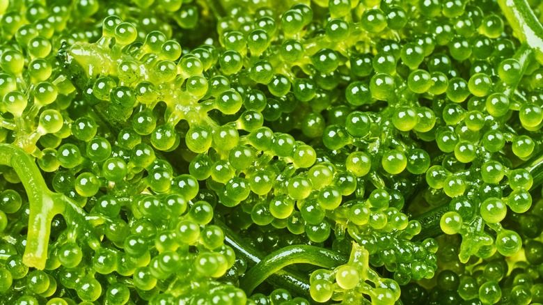 Caviar