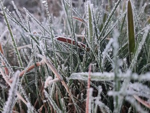 Embun Es Hiasi Dieng, BMKG: Suhu Minus 2 Derajat Celcius!