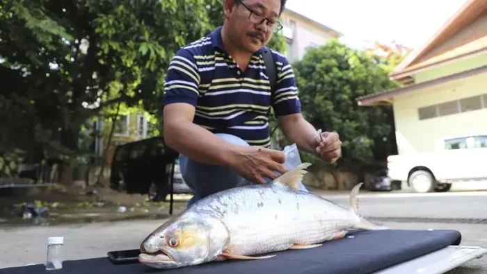 Ikan Hantu Giant Salmon Carp Sungai Mekong