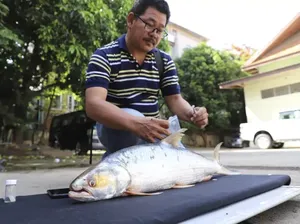 Ikan Hantu yang Dianggap Punah Muncul Kembali