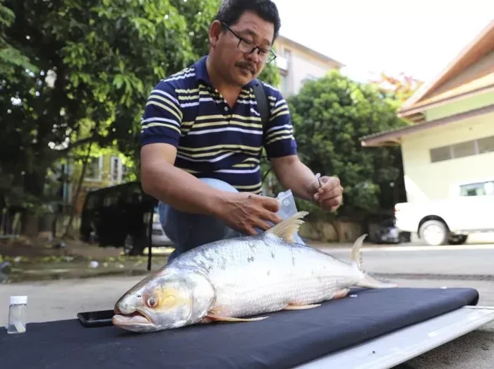 Ikan Hantu Giant Salmon Carp Sungai Mekong