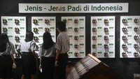 Sejumlah pengunjung mengamati jenis-jenis padi di Indonesia saat peringatan Hari Museum Indonesia (Harmusindo) tahun 2024 di Museum Tanah dan Pertanian, Kota Bogor, Jawa Barat, Jumat (25/10/2024).