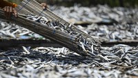 Produksi ikan asin di kawasan tersebut mengalami penurunan hingga 40 persen dalam beberapa pekan terakhir.  