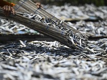 Bukan Cuma Udang, Ikan Asin hingga Terasi RI Kini Diminta Bebas Radioaktif