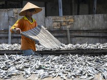 Kurang Pasokan, Produksi Ikan Asin Turun di Muara Angke