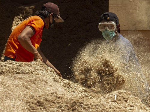 Konsumsi Biomassa Naik, Produsen Wood Pellet Geber Tanam Pohon Gamal