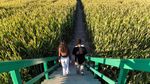 Menaklukkan Labirin Kebun Jagung Terbesar di Dunia