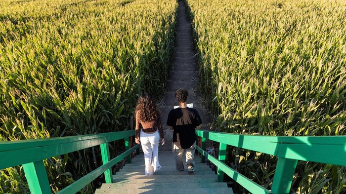 Menaklukan Labirin Kebun Jagung Terbesar di Dunia A couple shares a kiss while navigating one of the world's largest corn mazes, at Cool Patch Pumpkins in Dixon, California, U.S. October 24, 2024. REUTERS/Fred Greaves