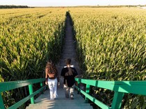 Menaklukkan Labirin Kebun Jagung Terbesar di Dunia