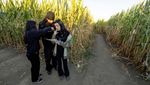 Menaklukkan Labirin Kebun Jagung Terbesar di Dunia