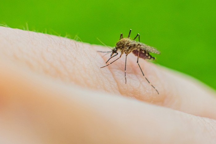 Nyamuk Malaria