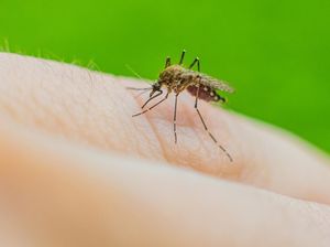 Video Kemenkes: 95% Kasus Malaria dari Wilayah Timur Indonesia