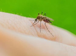 AI Makin Canggih, Bisa Diagnosis Penyakit Malaria di Papua