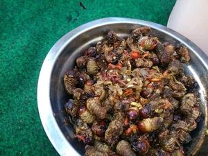 Olahan Gayas, Kuliner Ekstrem Khas Desa Pidpid Karangasem
