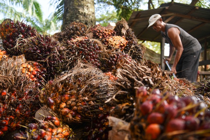 Pekerja menunjukkan buah kelapa sawit usai dipanen di kawasan PT Perkebunan Nusantara IV, Deli Serdang, Sumatera Utara, Kamis (24/10/2024). 