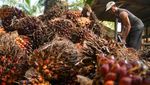 Potret Pasokan Kelapa Sawit buat Bahan Baku B50