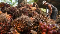 Menteri Pertanian Andi Amran Sulaiman menyampaikan ketersediaan minyak sawit mentah atau crude palm oil (CPO) masih sangat mencukupi untuk bahan baku biodiesel 50 persen (B50).