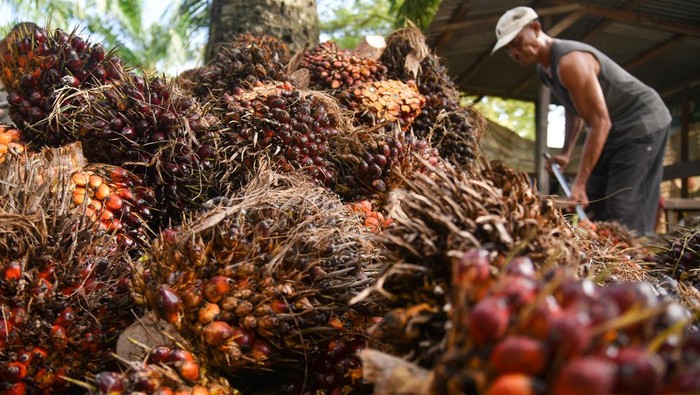 Pekerja menunjukkan buah kelapa sawit usai dipanen di kawasan PT Perkebunan Nusantara IV, Deli Serdang, Sumatera Utara, Kamis (24/10/2024). Menteri Pertanian Andi Amran Sulaiman menyampaikan ketersediaan minyak sawit mentah atau crude palm oil (CPO) masih sangat mencukupi untuk bahan baku biodiesel 50 persen (B50) dengan tingkat produksi CPO di Indonesia pada tahun 2024 sekitar 46 juta ton, sedangkan yang dibutuhkan untuk pembuatan B50 hanya 5,3 juta ton. ANTARA FOTO/Fransisco Carolio/tom.