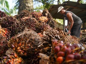 Harga CPO-TBS Sawit di Sumut Makin Menguat Pekan Ini, Cek Rinciannya
