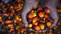 Ketersediaan CPO masih sangat mencukupi untuk bahan baku biodiesel 50 persen (B50) dengan tingkat produksi CPO sekitar 46 juta ton pada 2024. Sedangkan yang dibutuhkan untuk pembuatan B50 hanya 5,3 juta ton.