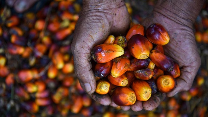 Pekerja menunjukkan buah kelapa sawit usai dipanen di kawasan PT Perkebunan Nusantara IV, Deli Serdang, Sumatera Utara, Kamis (24/10/2024). Menteri Pertanian Andi Amran Sulaiman menyampaikan ketersediaan minyak sawit mentah atau crude palm oil (CPO) masih sangat mencukupi untuk bahan baku biodiesel 50 persen (B50) dengan tingkat produksi CPO di Indonesia pada tahun 2024 sekitar 46 juta ton, sedangkan yang dibutuhkan untuk pembuatan B50 hanya 5,3 juta ton. ANTARA FOTO/Fransisco Carolio/tom.