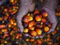 Harga Referensi CPO Turun Jadi US$ 856,38/MT, Ini Penyebabnya