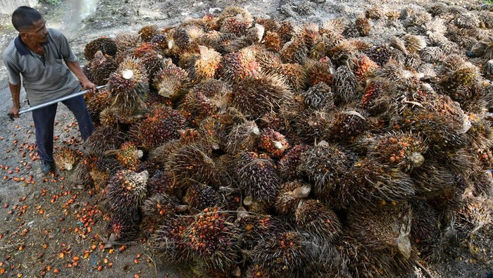 Pekerja menunjukkan buah kelapa sawit usai dipanen di kawasan PT Perkebunan Nusantara IV, Deli Serdang, Sumatera Utara, Kamis (24/10/2024). Menteri Pertanian Andi Amran Sulaiman menyampaikan ketersediaan minyak sawit mentah atau crude palm oil (CPO) masih sangat mencukupi untuk bahan baku biodiesel 50 persen (B50) dengan tingkat produksi CPO di Indonesia pada tahun 2024 sekitar 46 juta ton, sedangkan yang dibutuhkan untuk pembuatan B50 hanya 5,3 juta ton. ANTARA FOTO/Fransisco Carolio/tom.