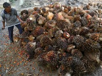 Harga Referensi CPO Juli Terbang Tinggi