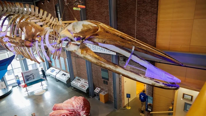 Tulang paus biru ini terus mengeluarkan minyak meski sudah mati 26 tahun silam. Paus tersebut ada di New Bedford Whaling Museum.