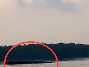 Viral Buaya Disebut Berukuran Raksasa Muncul di Perairan Bulang Batam