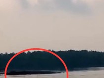 Buaya Besar Muncul di Perairan Bulang Batam