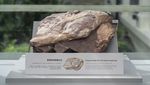 Penampakan Fosil Dinosaurus Pertama yang Ditemukan di Hong Kong