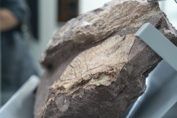 Para ilmuwan menemukan fosil dinosaurus di Hong Kong untuk pertama kalinya. Penemuan itu diumumkan langsung oleh pemerintah kota pada Rabu (23/10).