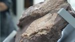 Penampakan Fosil Dinosaurus Pertama yang Ditemukan di Hong Kong