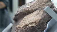 Dilansir dari Channel News Asia (CNA) pada Jumat (25/10/2024), para ahli dari Hong Kong dan China mengidentifikasi asal fosil yang diyakini jenis dinosaurus besar dan tua dari periode Cretaceous.