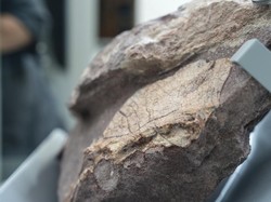 Hujan Deras Malah Ungkap Fosil Dinosaurus Tertua Sampai Jutaan Tahun