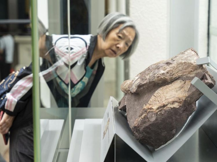 Penampakan Fosil Dinosaurus Pertama yang Ditemukan di Hong Kong