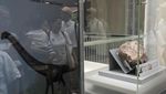 Penampakan Fosil Dinosaurus Pertama yang Ditemukan di Hong Kong