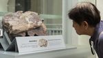 Penampakan Fosil Dinosaurus Pertama yang Ditemukan di Hong Kong