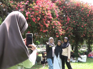 Cantiknya Tabebuya-Bugenvil Mekar Bersamaan di Alun-alun Lumajang