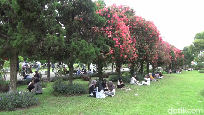Tabebuya dan bugenvil mekar bersaman di Alun-alun Lumajang