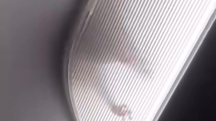 Tikus berkeliaran di atas kabin pesawat.