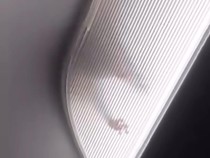 Hiii... Tikus Lari-lari di Dalam Kabin Pesawat, Penumpang Panik