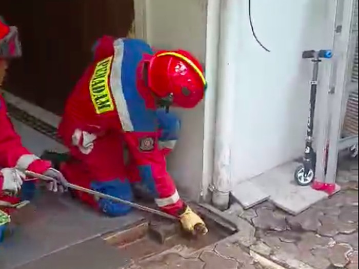 Ular sanca muncul di rumah warga di Jakarta Selatan (Jaksel). Warga lalu meminta bantuan pemadam kebakaran (damkar) untuk mengevakuasi reptil tersebut. (dok Damkar Jaksel)